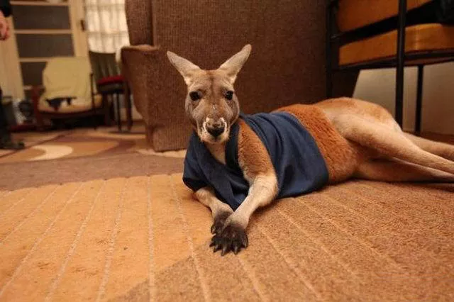41 animaux insolites que vous pouvez avoir chez vous - #22 