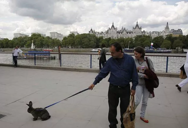 41 animaux insolites que vous pouvez avoir chez vous - #23 