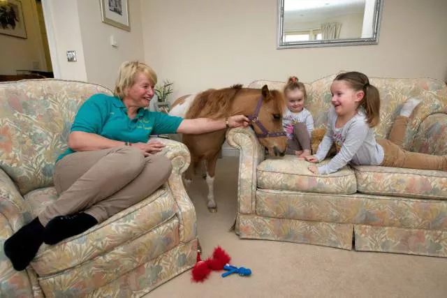 41 most unusual pets you can have - #29 