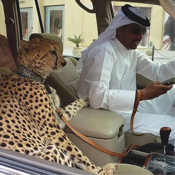 41 most unusual pets you can have - #4 