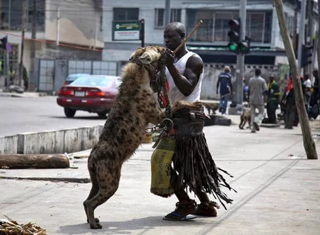 41 animaux insolites que vous pouvez avoir chez vous - #6 