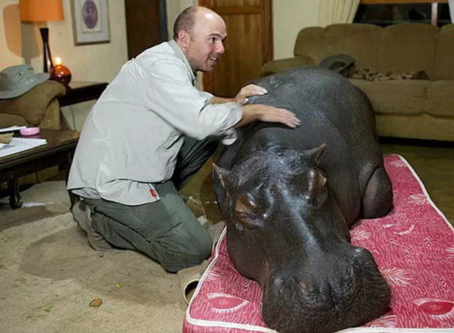 41 animaux insolites que vous pouvez avoir chez vous - #8 