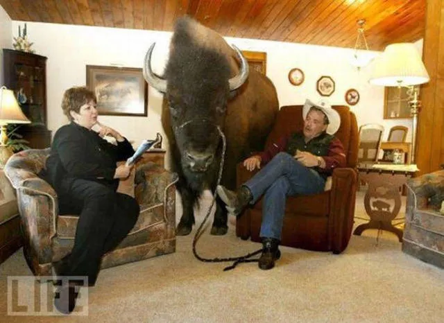 41 most unusual pets you can have - #9 