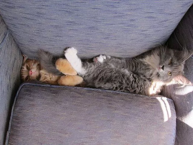 They are always cutes - #22 They are always cutes - #22