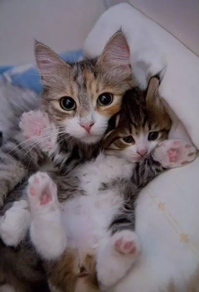 Superbes photos a partager absolument - #24 