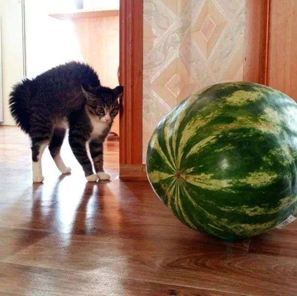 Picdump 198 - #5 