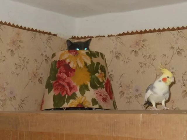 Beware they are watching you - #10 