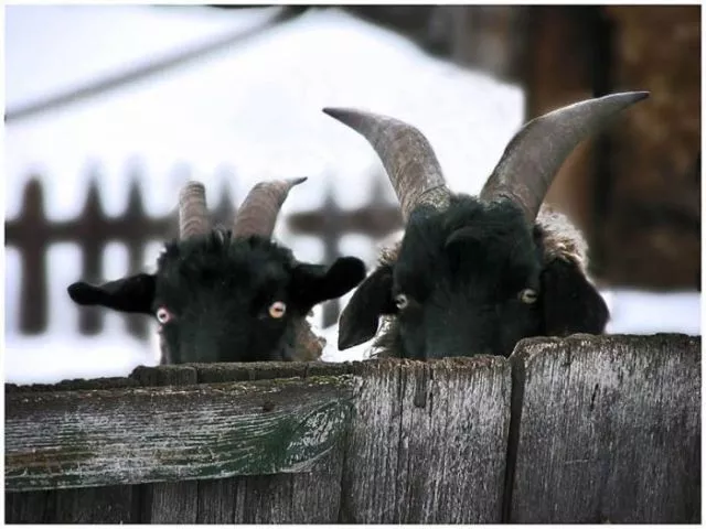 Beware they are watching you - #12 