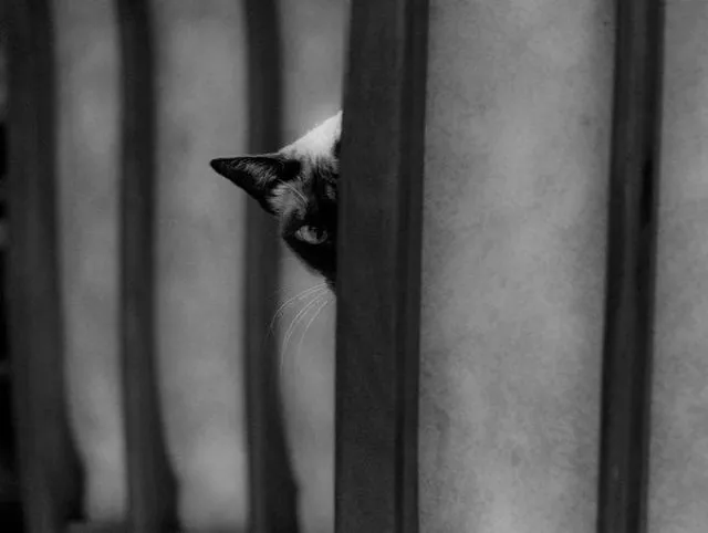 Beware they are watching you - #34 Beware they are watching you - #34