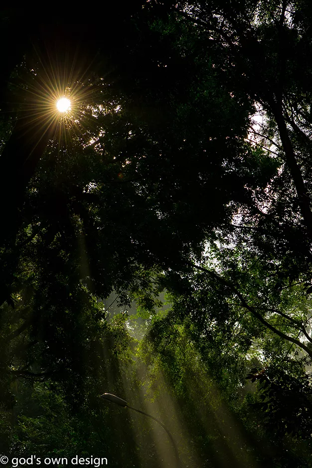Nature selon la conception divine - #1 