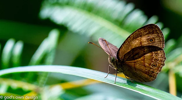 Nature selon la conception divine - #10 
