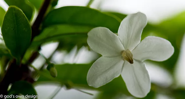 Nature selon la conception divine - #11 