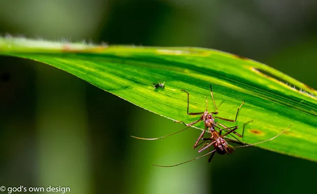 Nature selon la conception divine - #12 