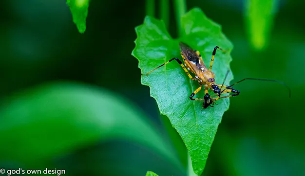 Nature selon la conception divine