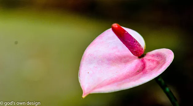 Nature selon la conception divine - #14 