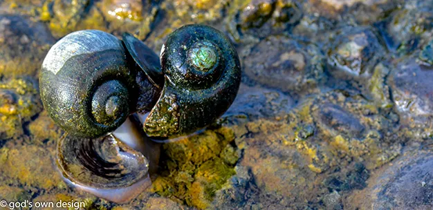 Nature selon la conception divine - #15 