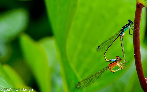 Nature selon la conception divine - #16 