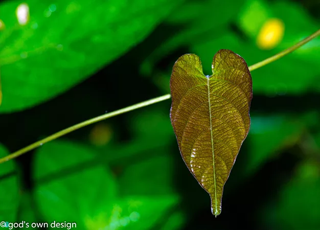 Nature by gods own design - #17 