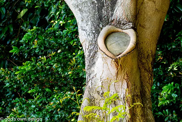 Nature by gods own design - #18 