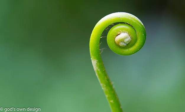 Nature by gods own design - #2 