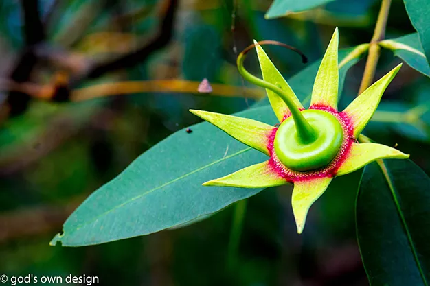 Nature by gods own design - #4 