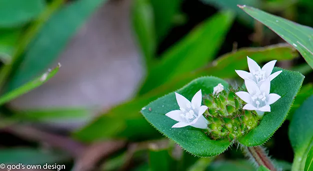 Nature selon la conception divine - #5 