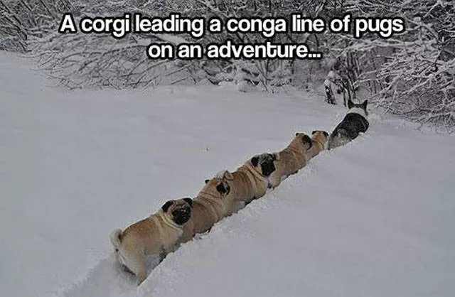 Best pics compilation of the week - #27 