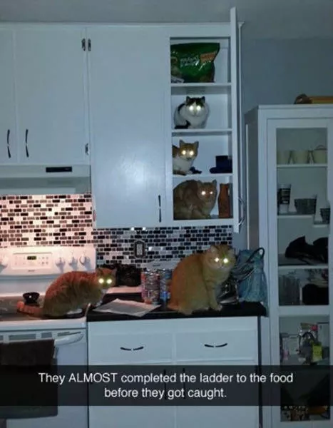 Best pics compilation of the week - #29 
