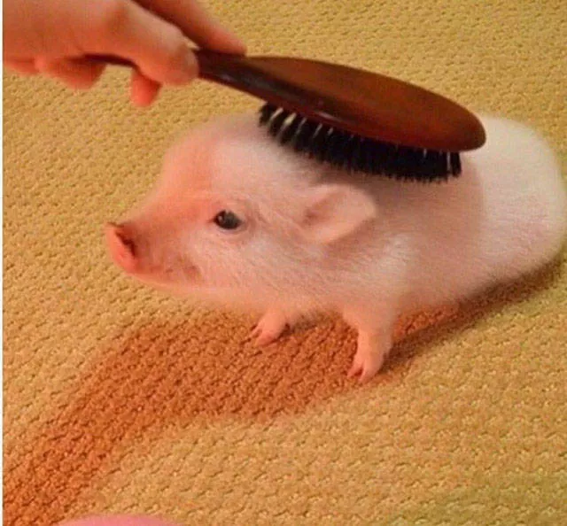 Best pics compilation of the week - #33 