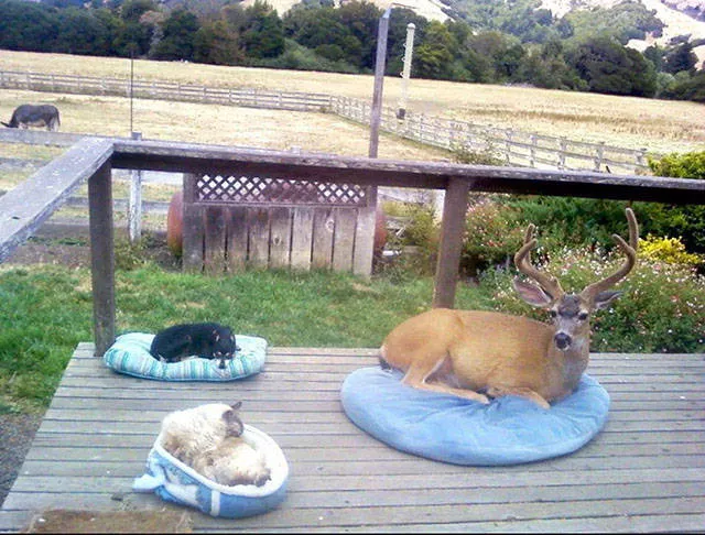 Best pics compilation of the week - #35 