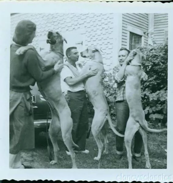 A good find of vintages wtf photos - #1 