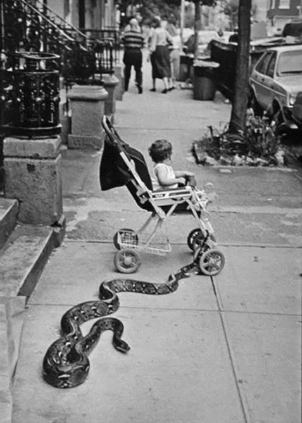 A good find of vintages wtf photos - #17 
