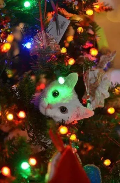 Merry christmas - #33 