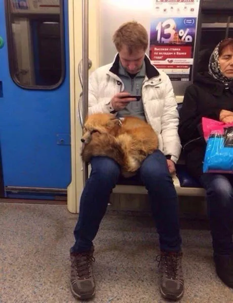Top des 40 meilleurs photos du net - #20 