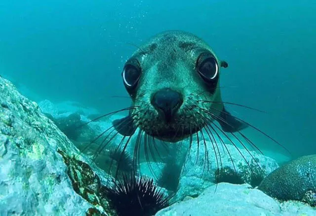 Top des 40 meilleurs photos du net - #31 