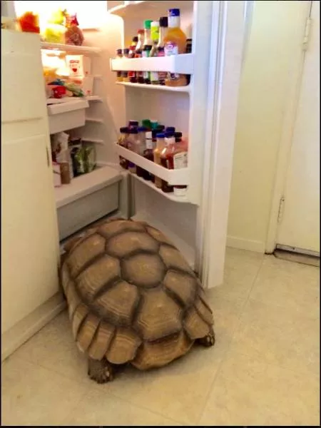 Picdump 217 - #43 
