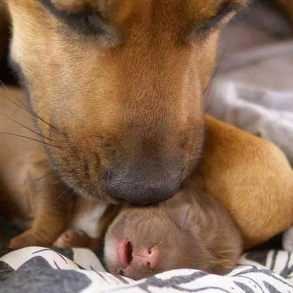 Sans commentaire ils sont superbes - #23 