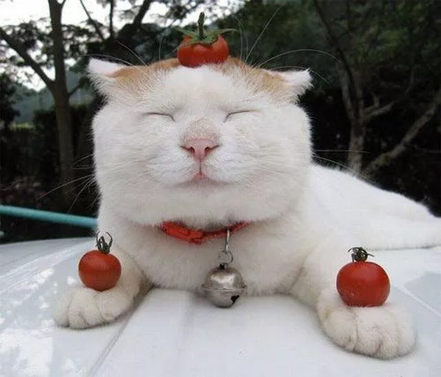 Picdump 228 - #51 