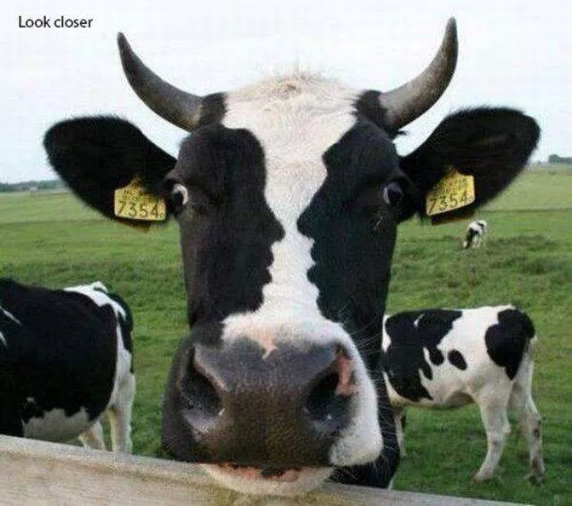 Picdump 135 - #36 