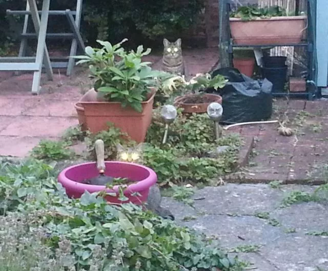 Picdump 137 - #78 