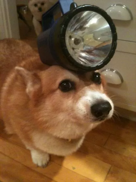 A terribly bizarre photo compilation - #32 