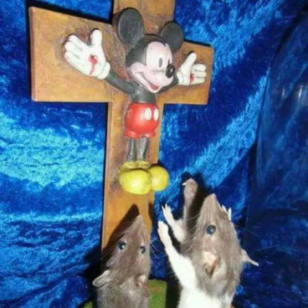 A terribly bizarre photo compilation - #9 