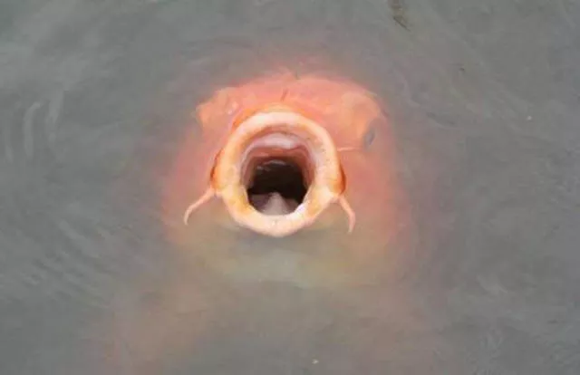 Scary pictures that give you goosebumps - #19 
