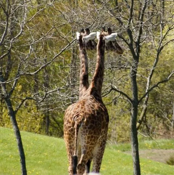 Look twice before understanding these photos - #13 