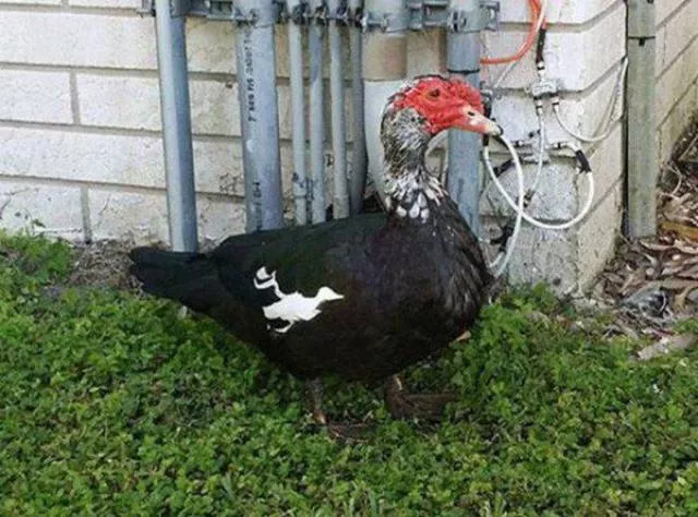 Look twice before understanding these photos - #14 