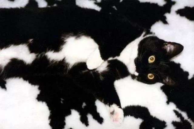 Look twice before understanding these photos - #3 