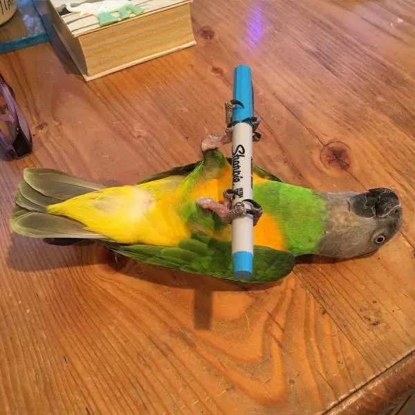 Picdump 32 - #25 