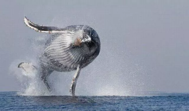 Picdump 32 - #38 