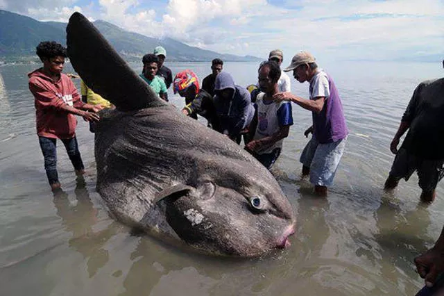 Huge things found around the world