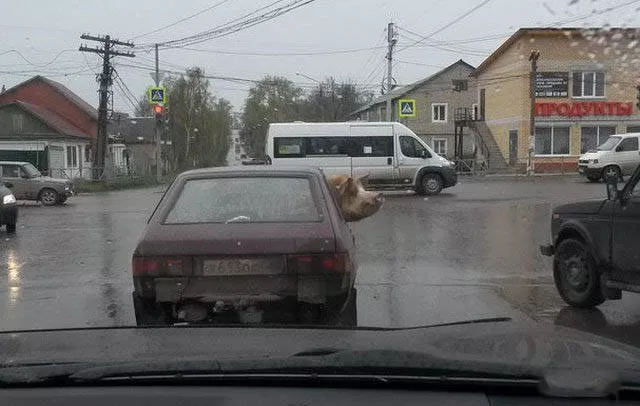 Some funny picture from russia - #13 